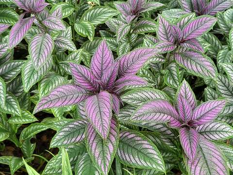 Image of Strobilanthes auriculatus Nees