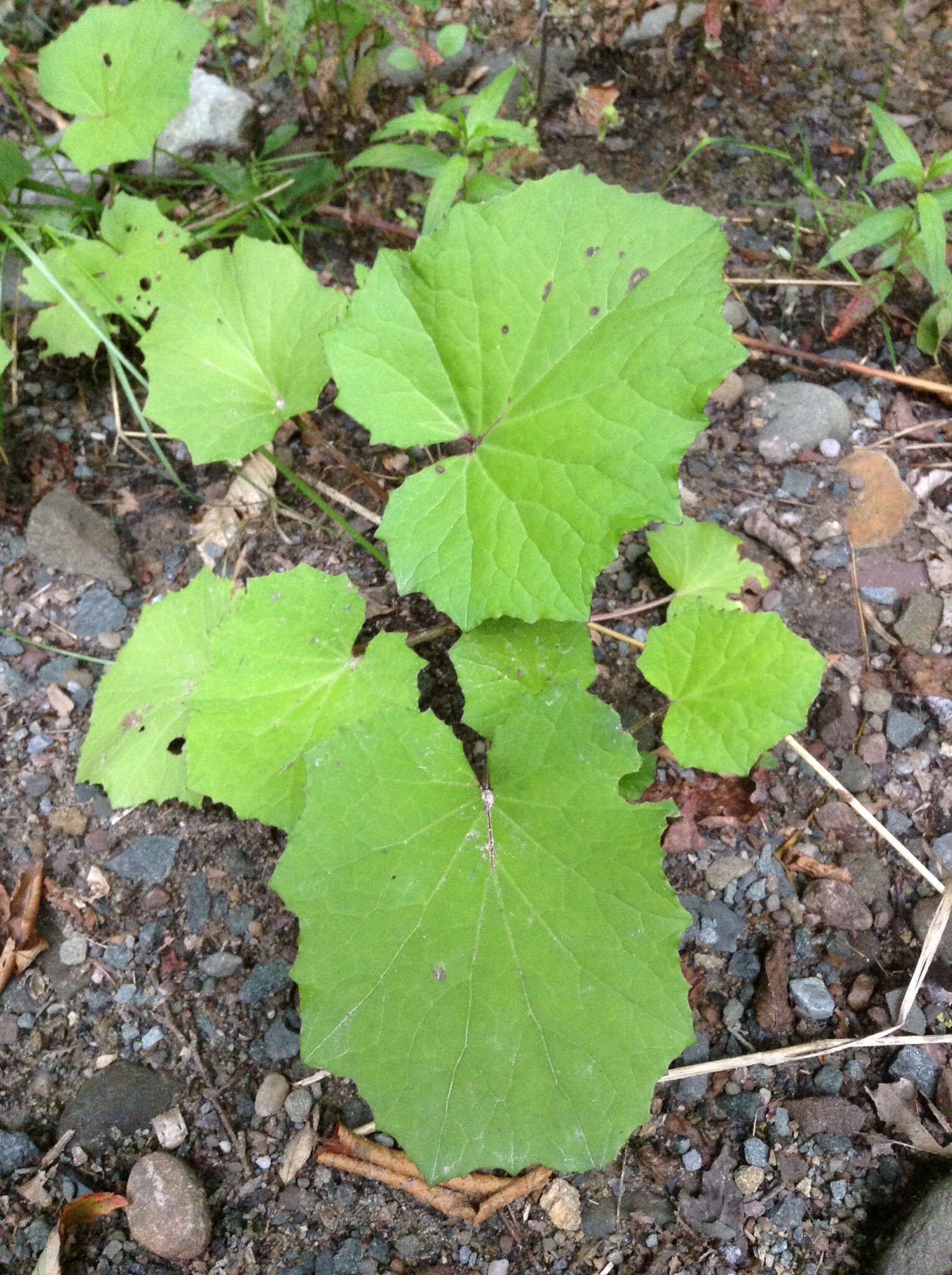 Image of coltsfoot