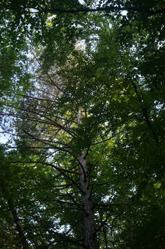 Image of Pinus nigra subsp. pallasiana (Lamb.) Holmboe