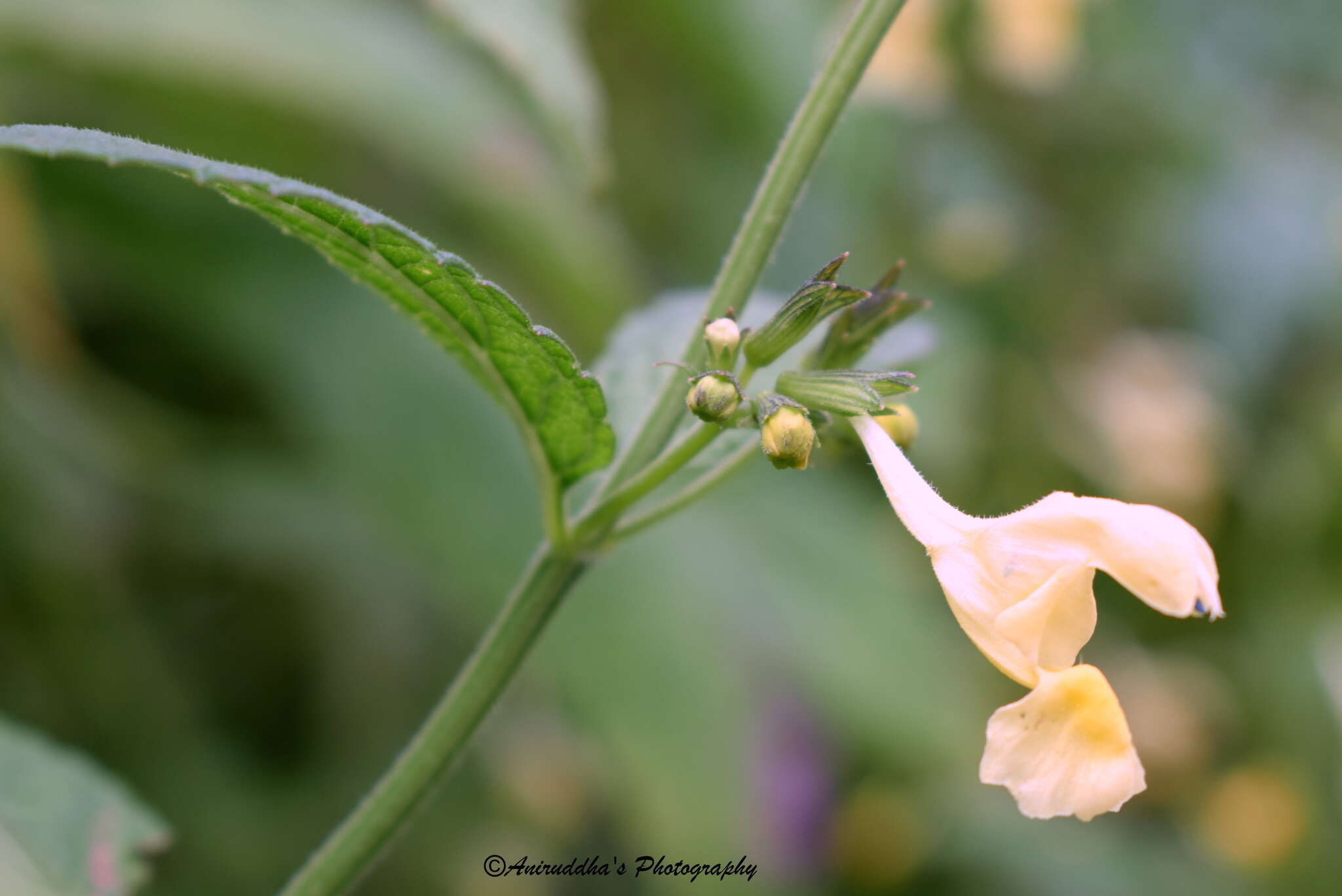 Plancia ëd Nepeta govaniana (Wall. ex Benth.) Benth.