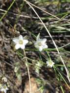 Imagem de Minuartia anatolica (Boiss.) Voronov