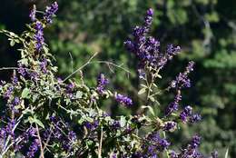 Image of Desmodium polystachyum Schltdl.