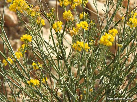 Image of Coronilla juncea L.