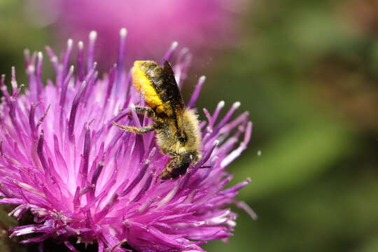 Image of Osmia leaiana (Kirby 1802)