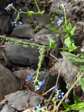 Image of Ceylon hound's tongue