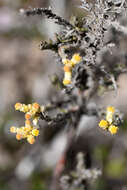 Image of Helichrysum rosum (Berg.) Less.