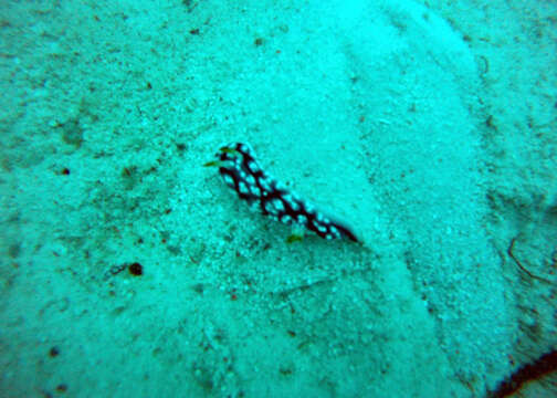 Image of Geometric brown headflapper slug