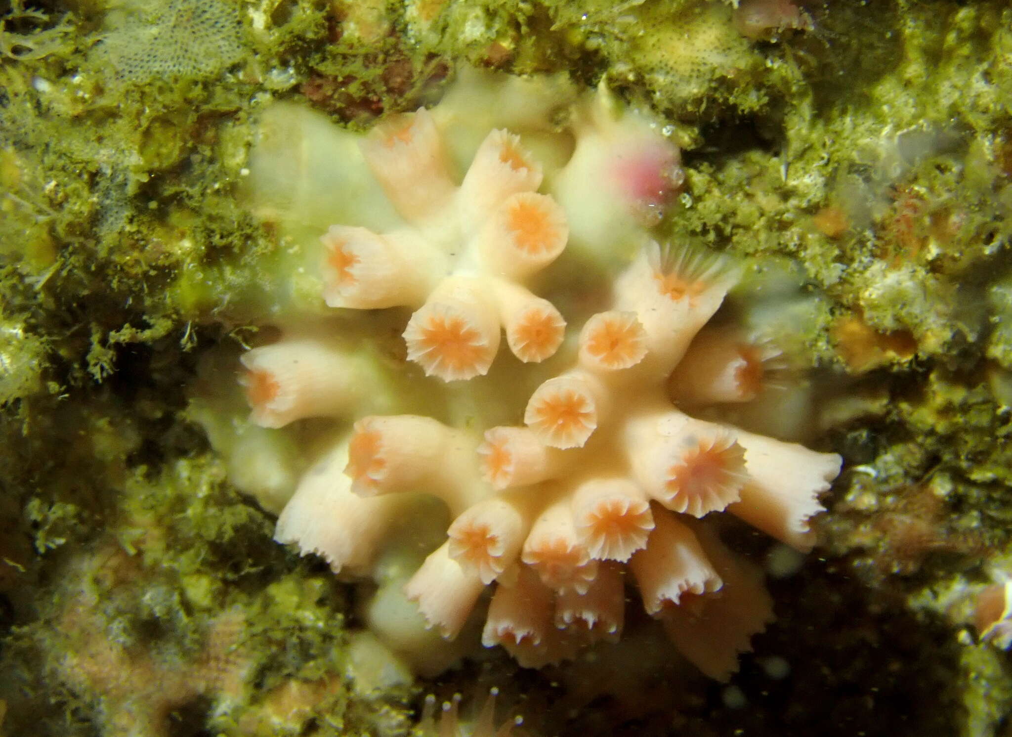 Image of encrusting star coral