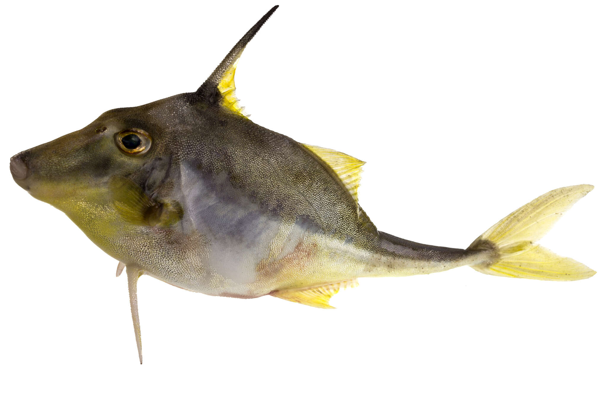 Image of Black-flag tripodfish