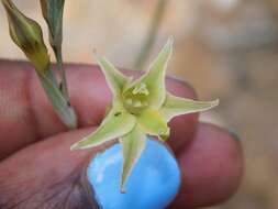 Image of Gladiolus acuminatus F. Bolus