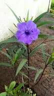 Image de Ruellia simplex Wright