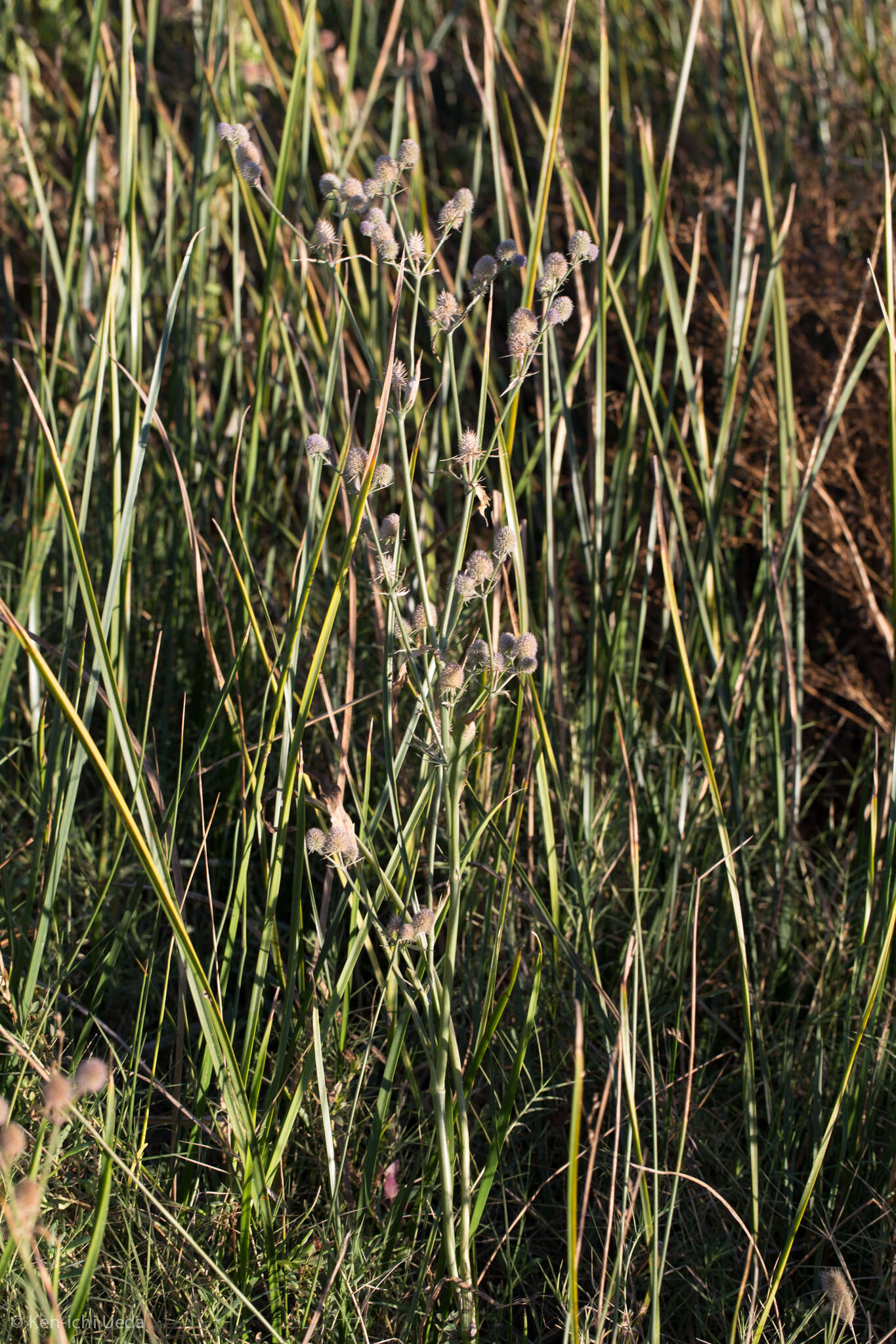 Imagem de Eryngium articulatum Hook.