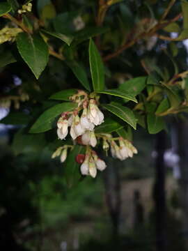 Слика од Vaccinium consanguineum Klotzsch