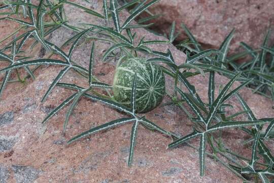 Image of fingerleaf gourd