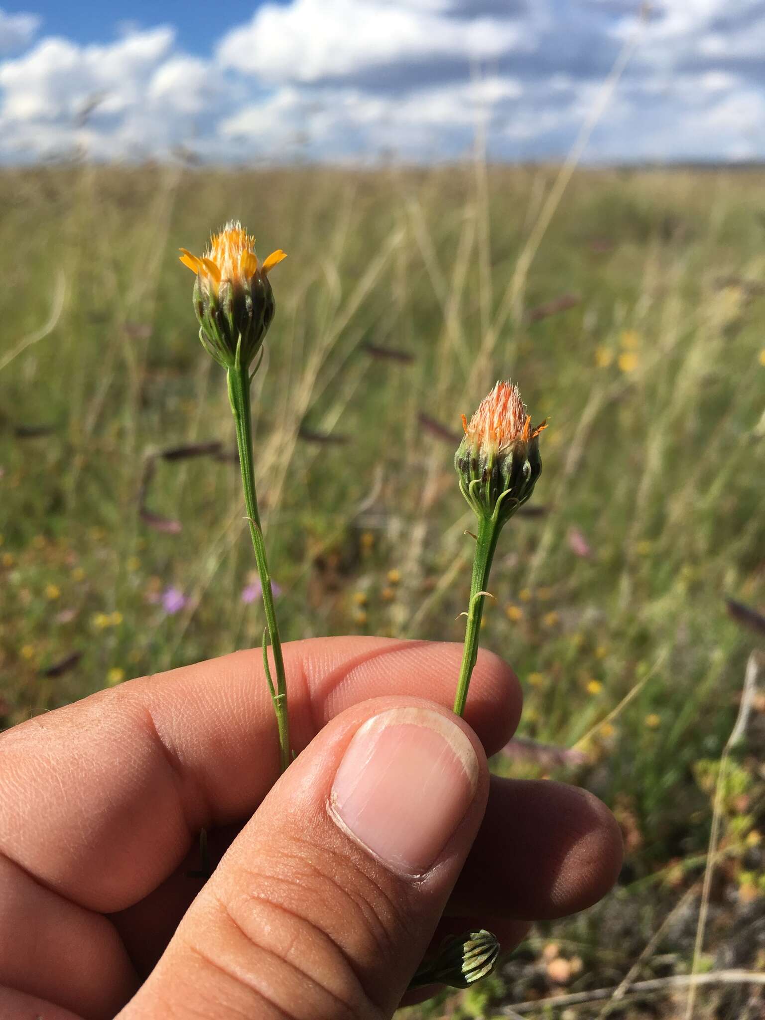 Image of Wright's dogweed