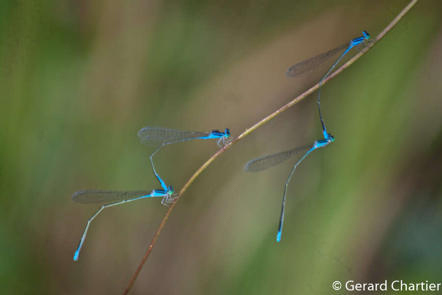 Imagem de Aciagrion hisopa (Selys 1876)