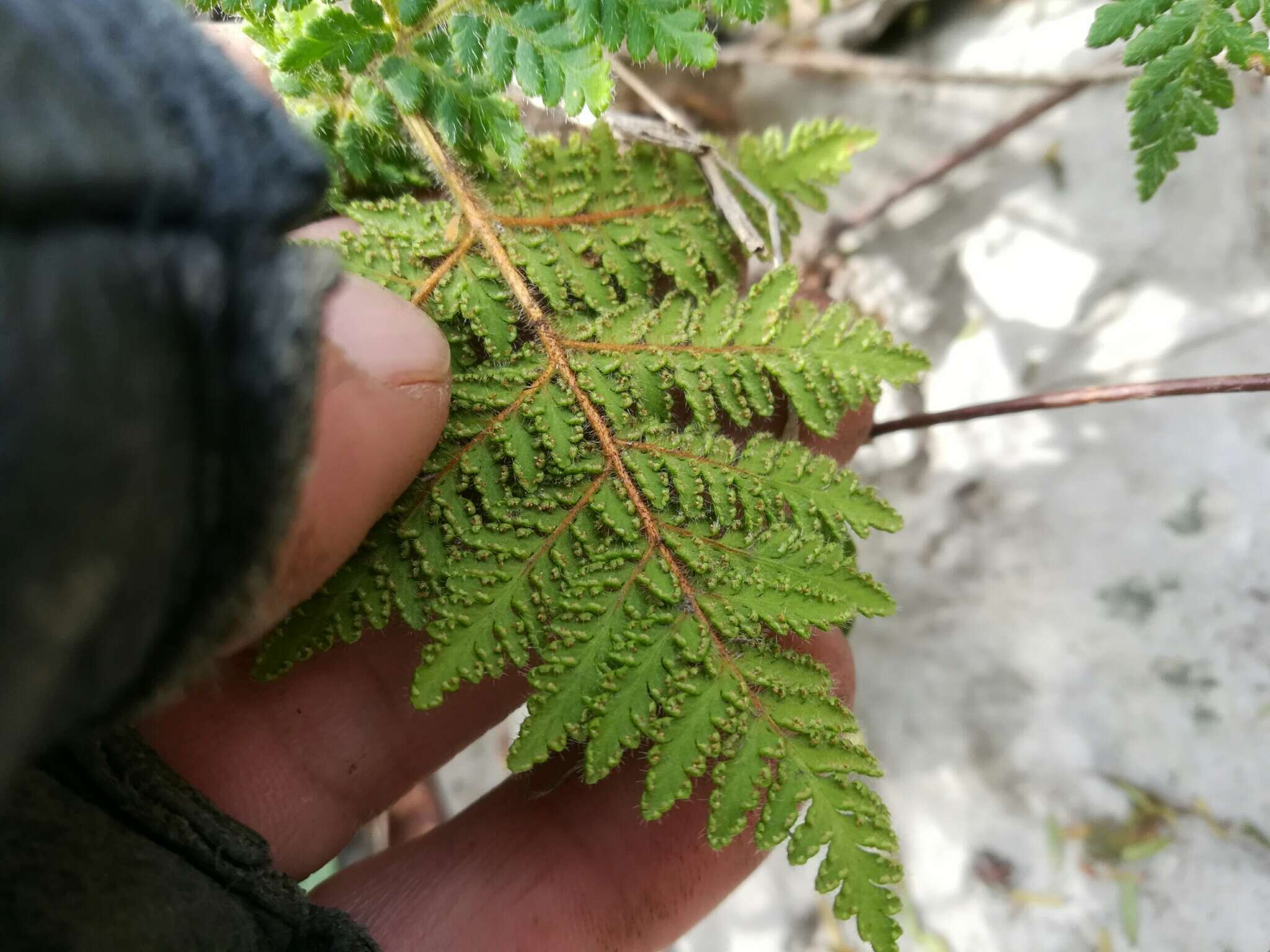 Imagem de Cheilanthes leucopoda Link