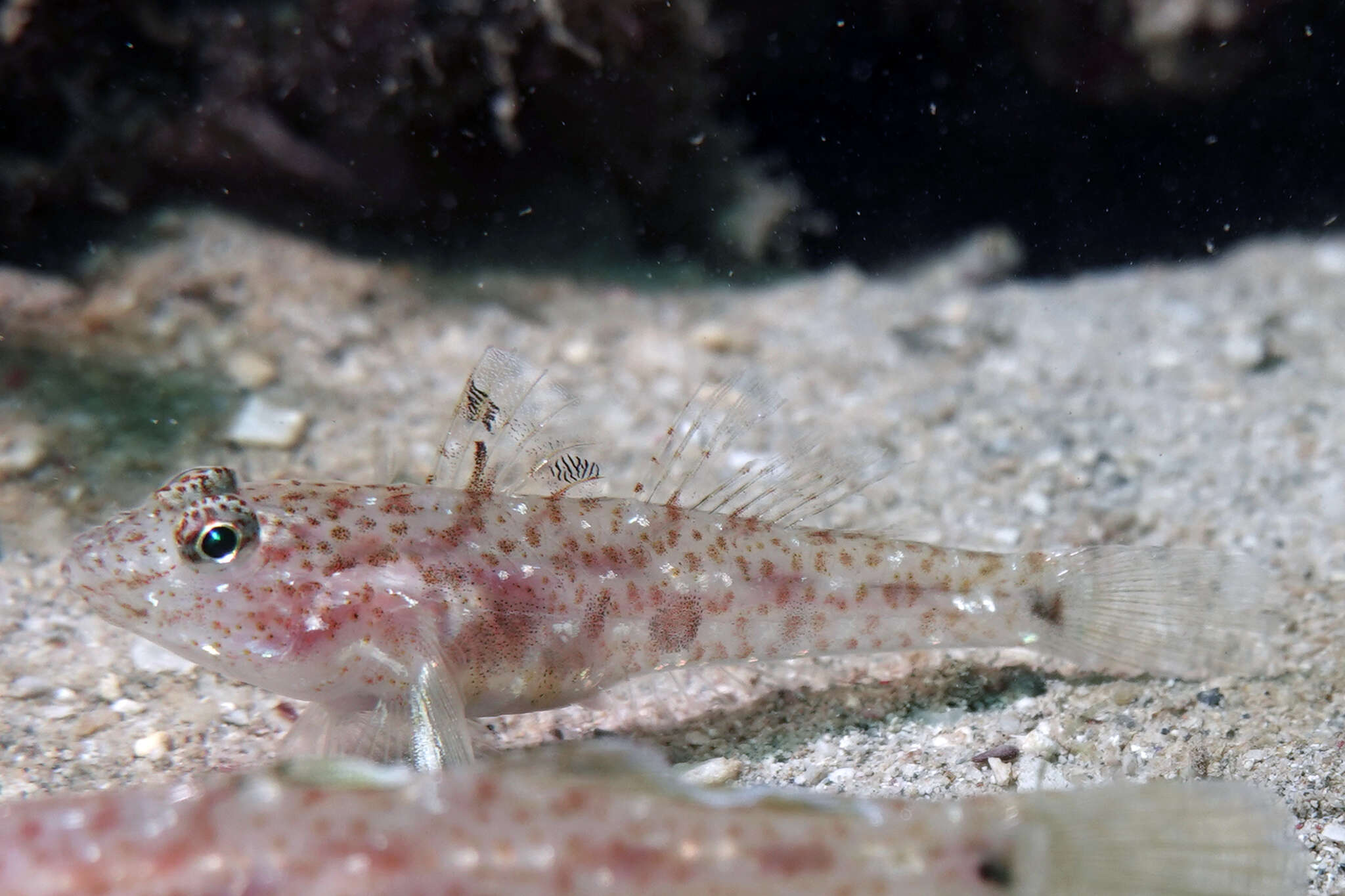 Fusigobius duospilus Hoese & Reader 1985 resmi