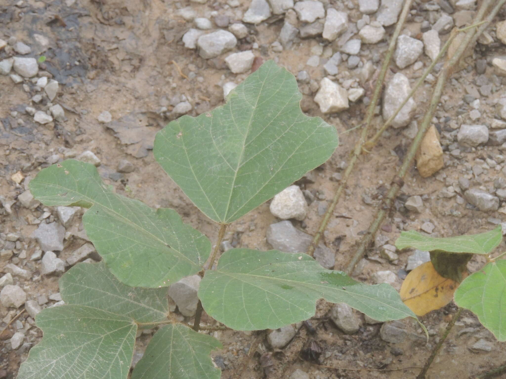 Слика од Pueraria montana var. lobata (Willd.) Sanjappa & Pradeep