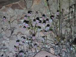 Image of Pinnacles buckwheat