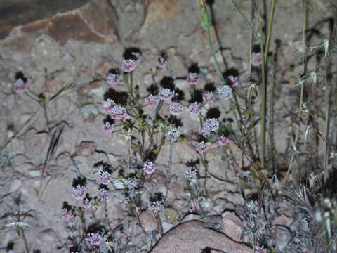 Image of Pinnacles buckwheat