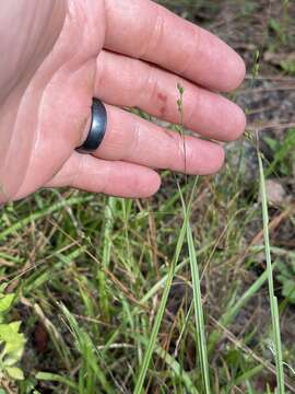 Слика од Panicum brachyanthum Steud.