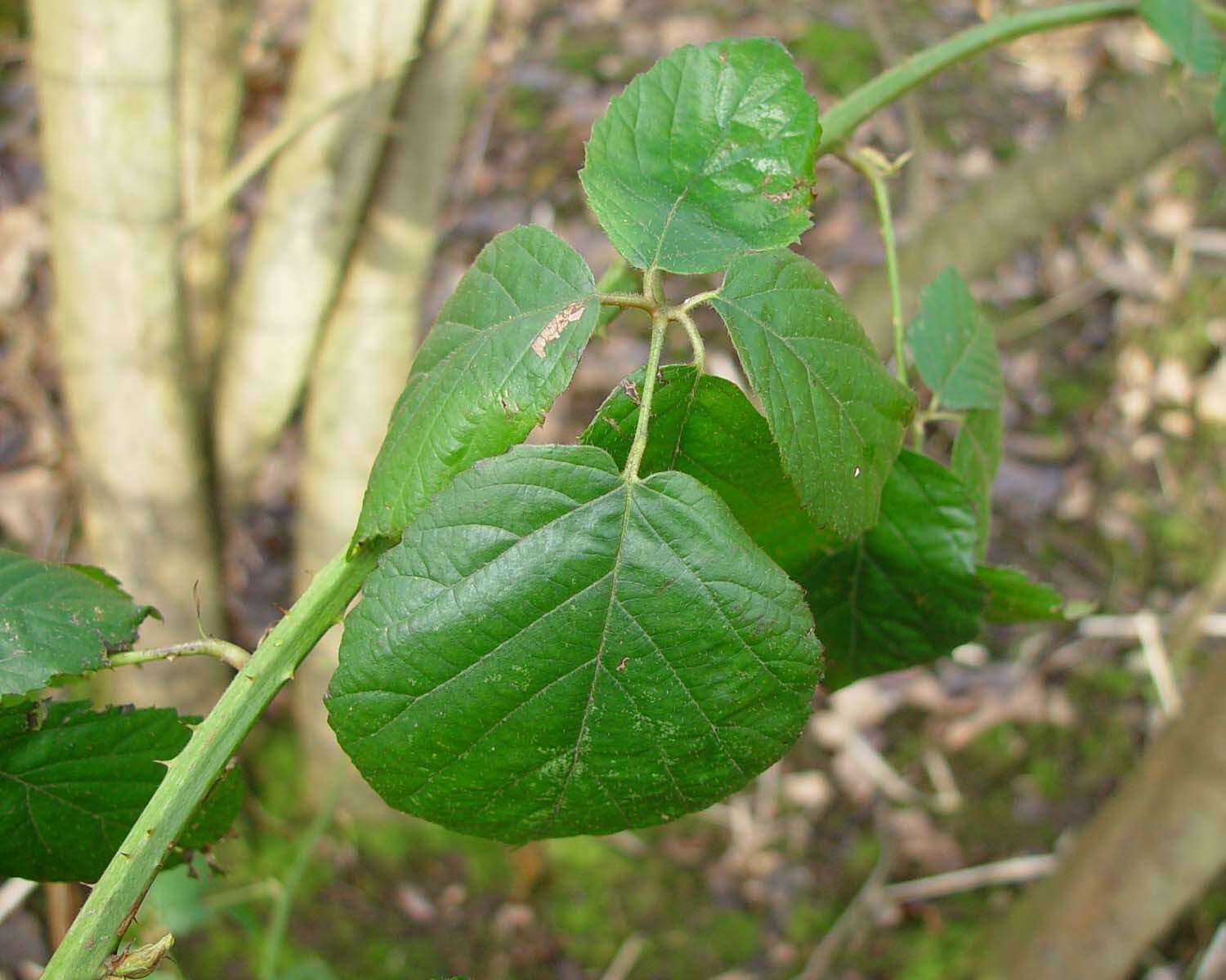 Image of Rubus sciocharis (Sudre) W. C. R. Watson