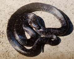 Image of Black Kingsnake