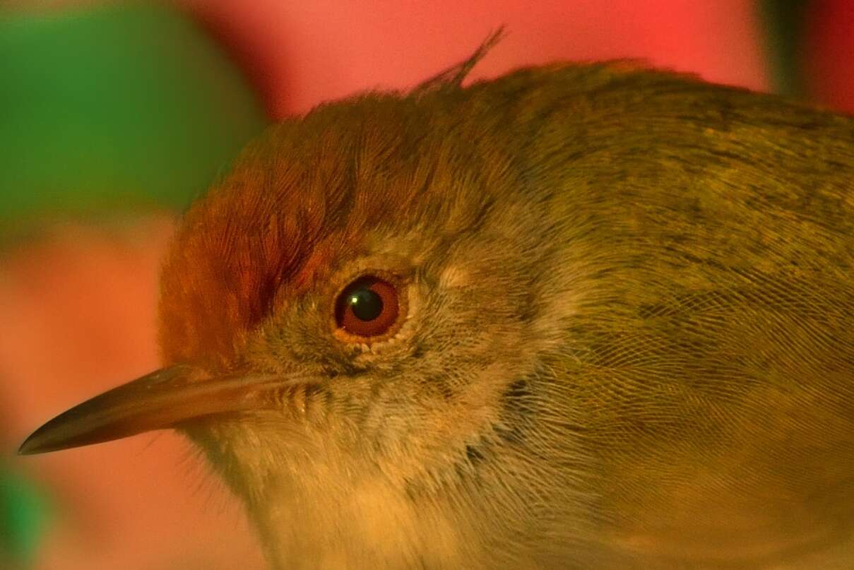 Image of Common Tailorbird