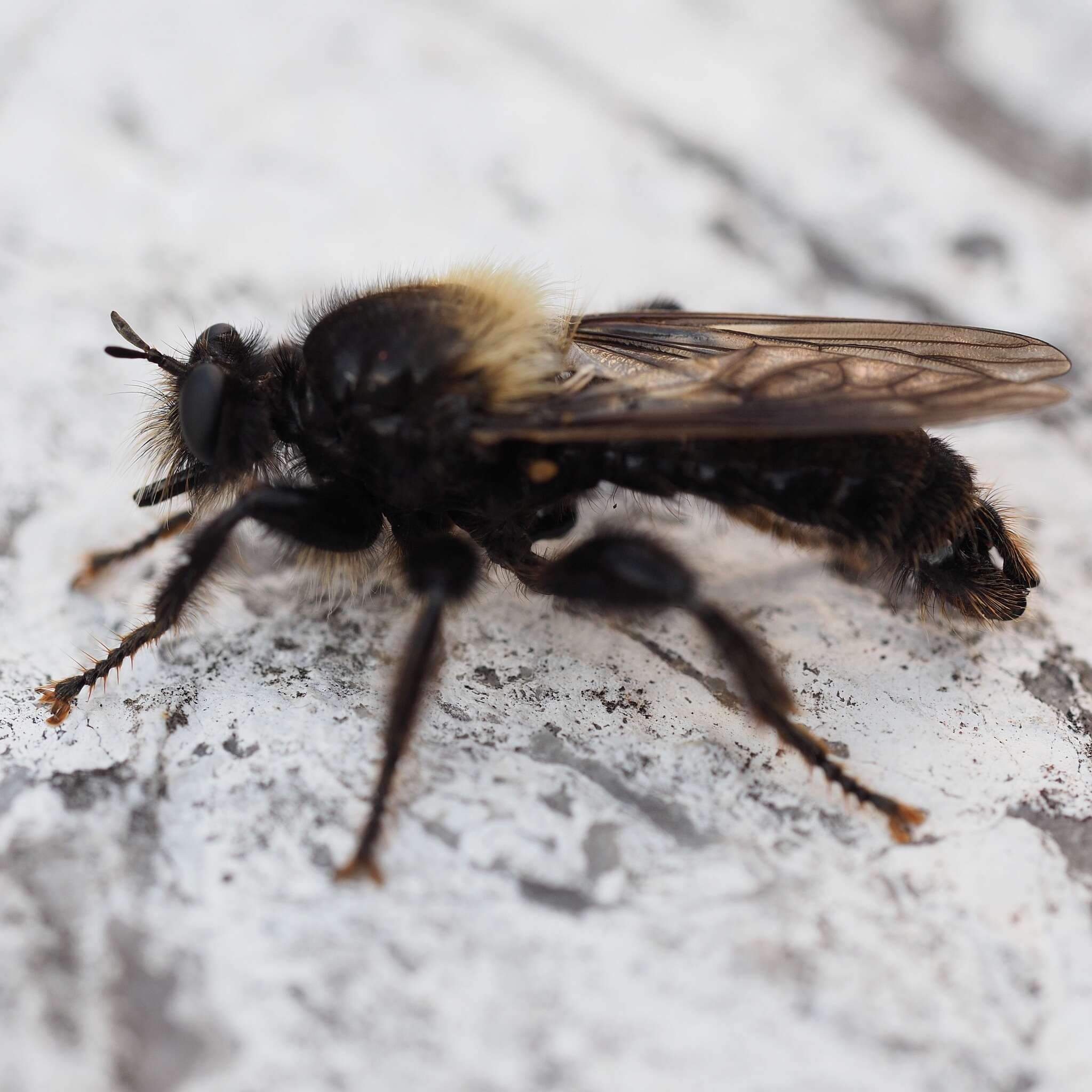 Image of Laphria ephippium (Fabricius 1781)