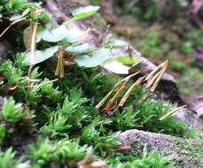 Image of spiral extinguisher-moss