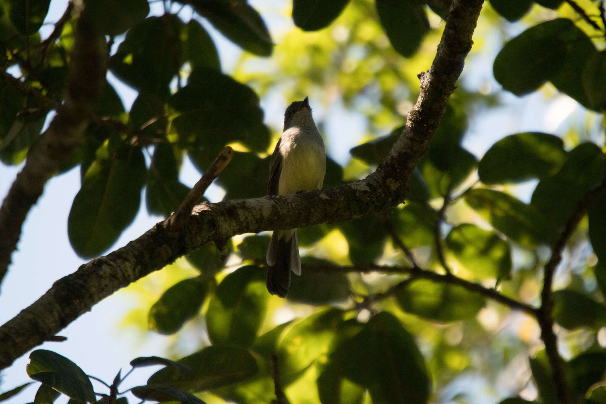 Image of Short-crested Flycatcher