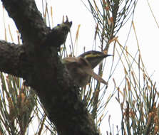 Image of Caligavis Honeyeaters