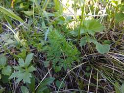 Image de Chaerophyllum roseum M. Bieb.