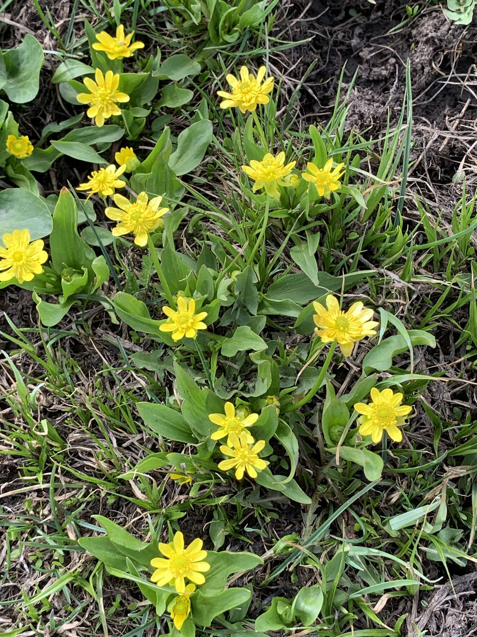 صورة Ranunculus glaberrimus var. ellipticus (Greene) Greene