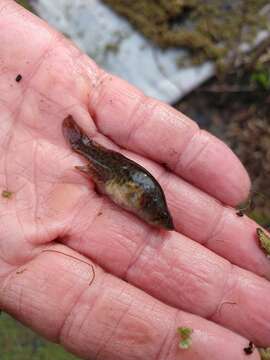 صورة Austrolebias elongatus (Steindachner 1881)