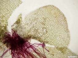 Image of Solenostoma hyalinum (Lyell) Mitt.