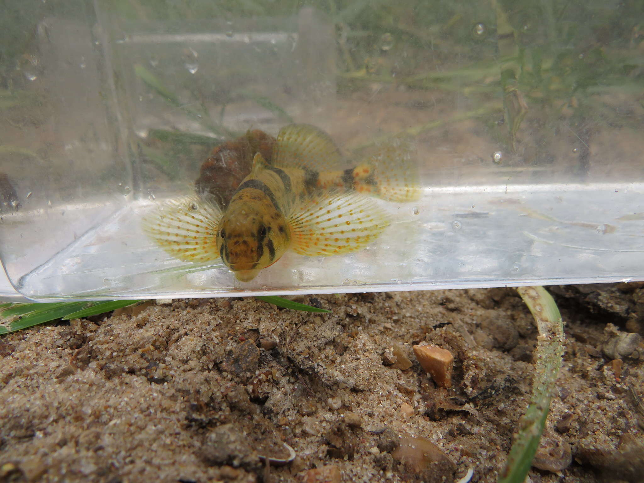 Image of Meramec Saddled Darter