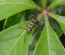 Image of Spider wasp