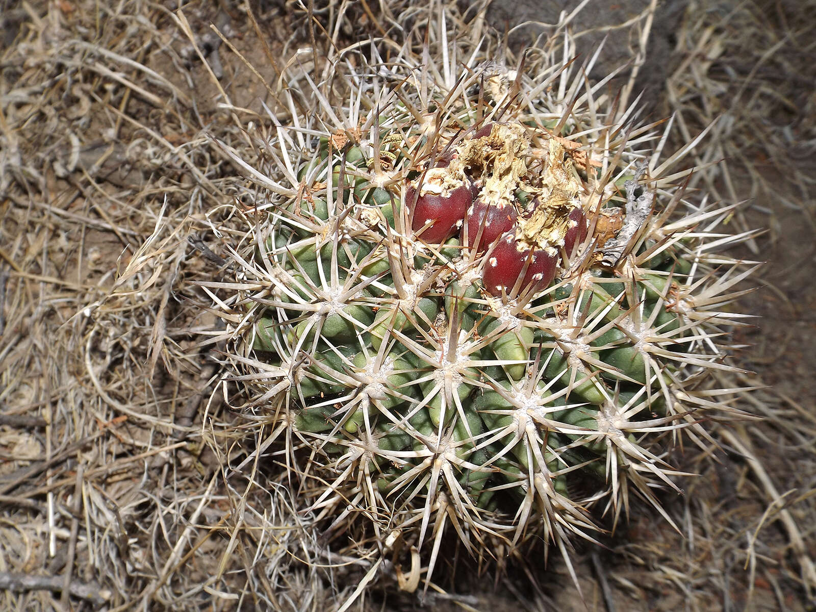 Image of Eriosyce curvispina (Bertero ex Colla) Katt.