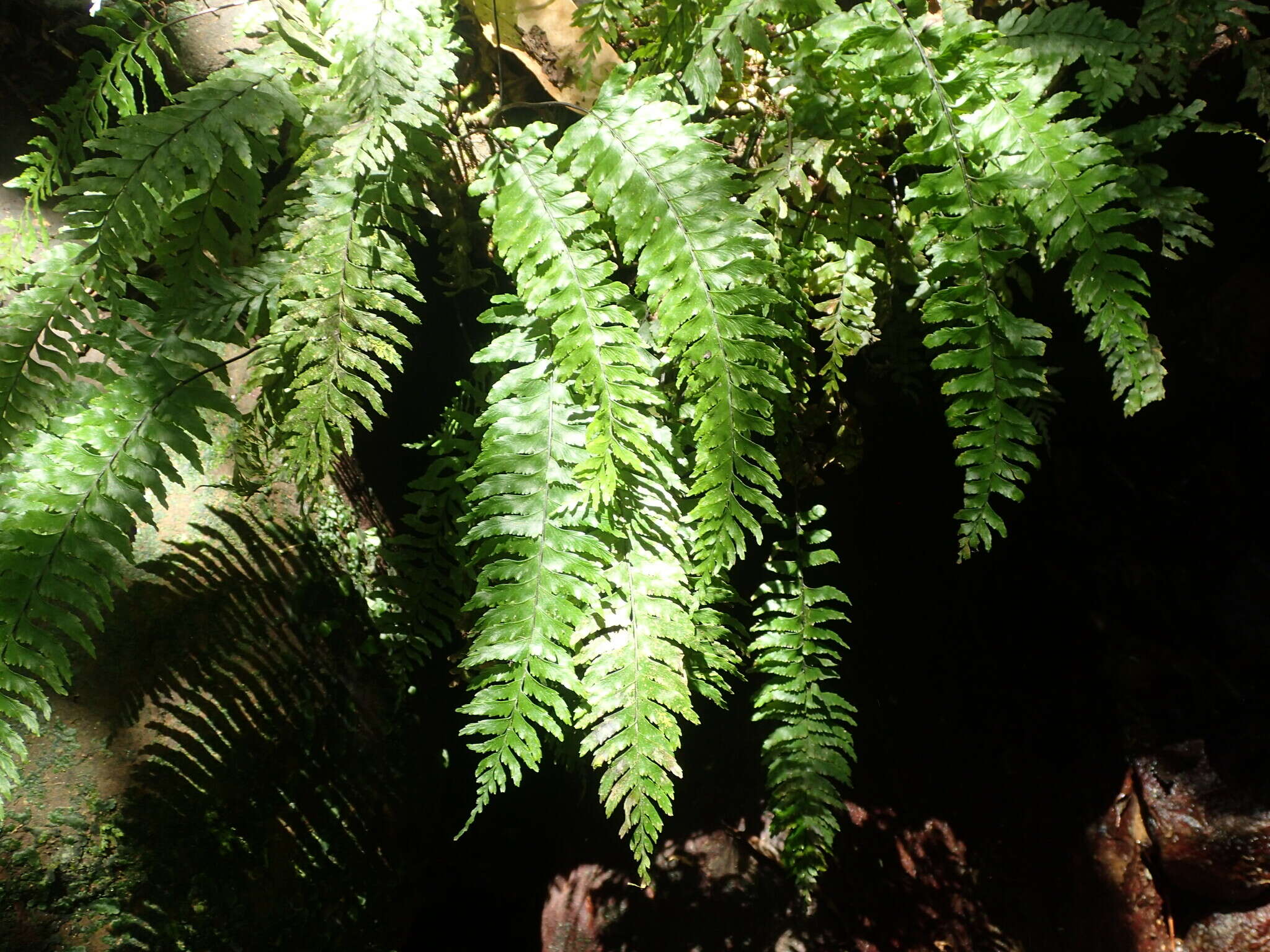 Image of Hymenasplenium pubirhizoma (Ching & Z. Y. Liu) K. W. Xu & Li Bing Zhang