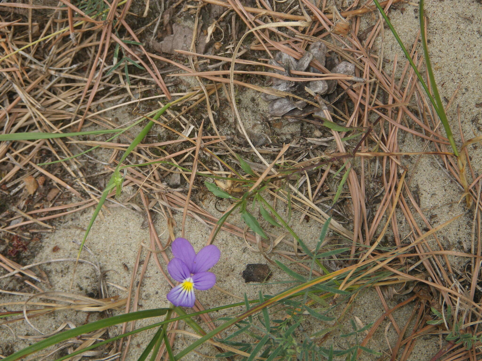 Слика од Viola tricolor subsp. curtisii (E. Forster) Syme