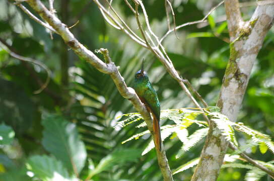 Image of Coppery-chested Jacamar