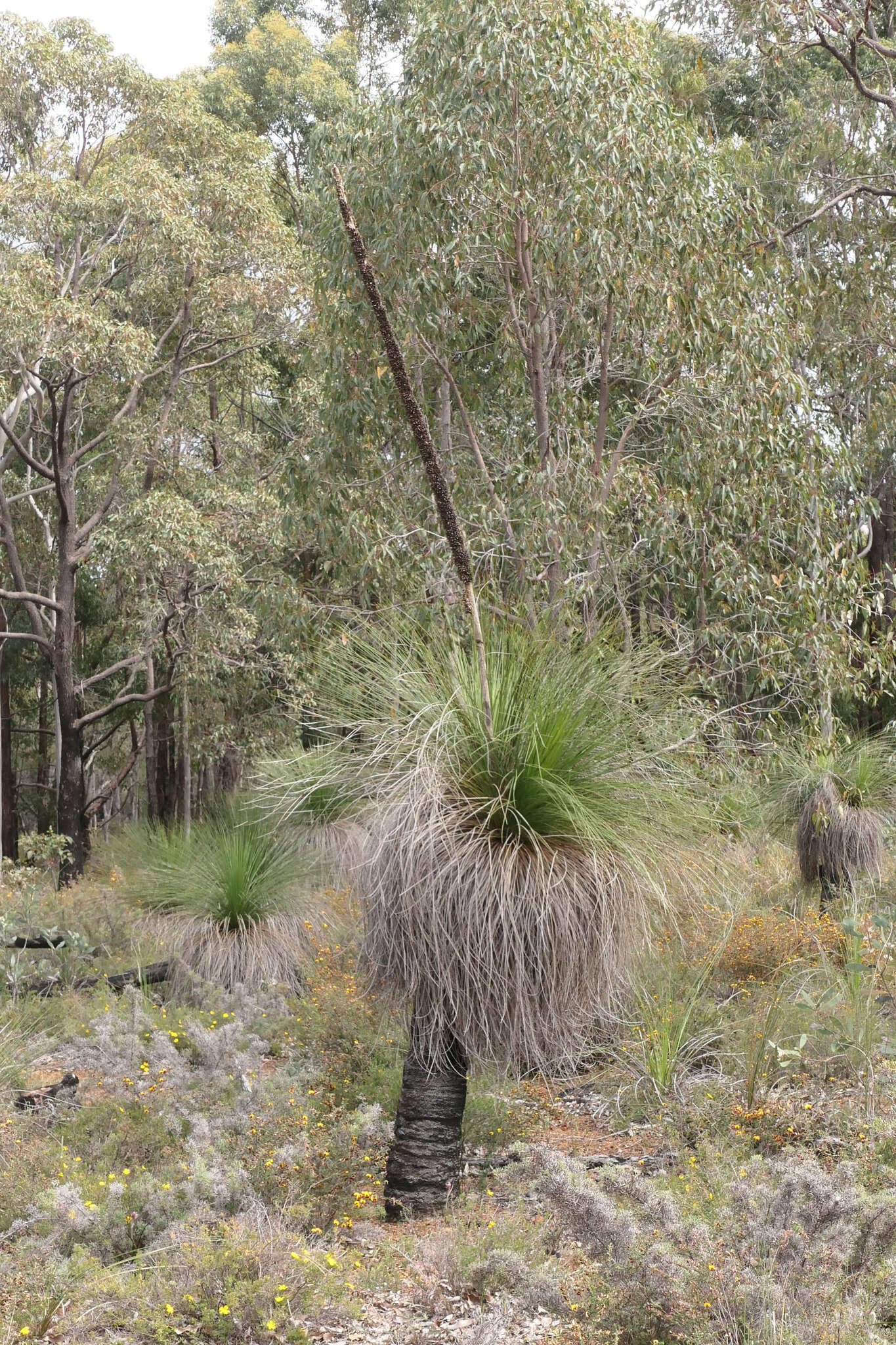 Sivun Xanthorrhoea preissii Endl. kuva