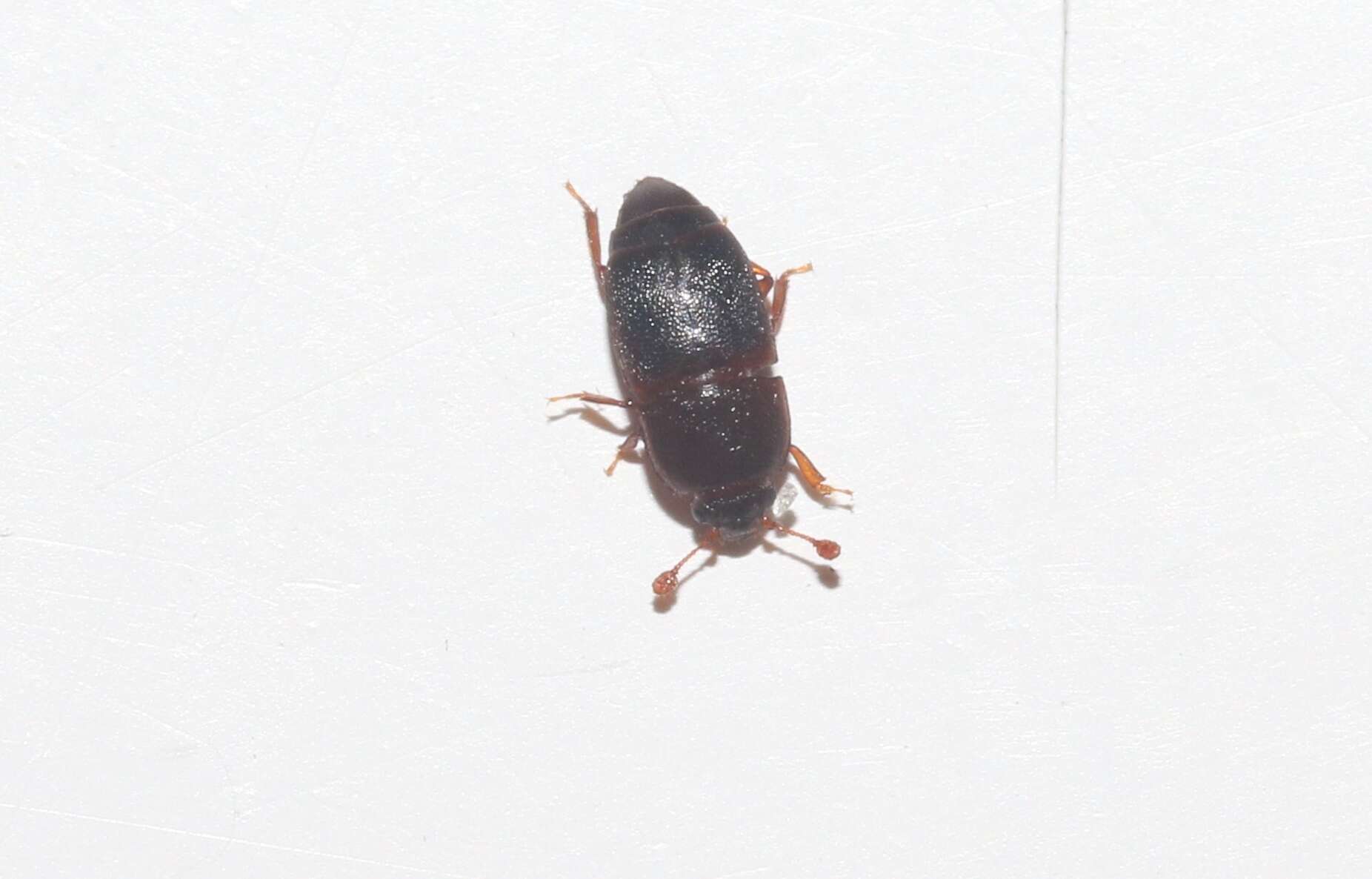 Image of Sap beetle