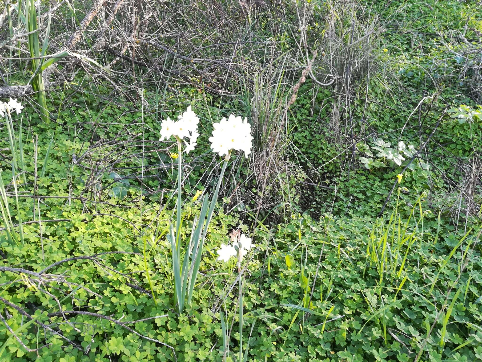 Image of Narcissus papyraceus subsp. papyraceus