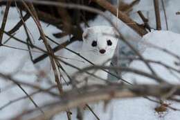 Image of least weasel