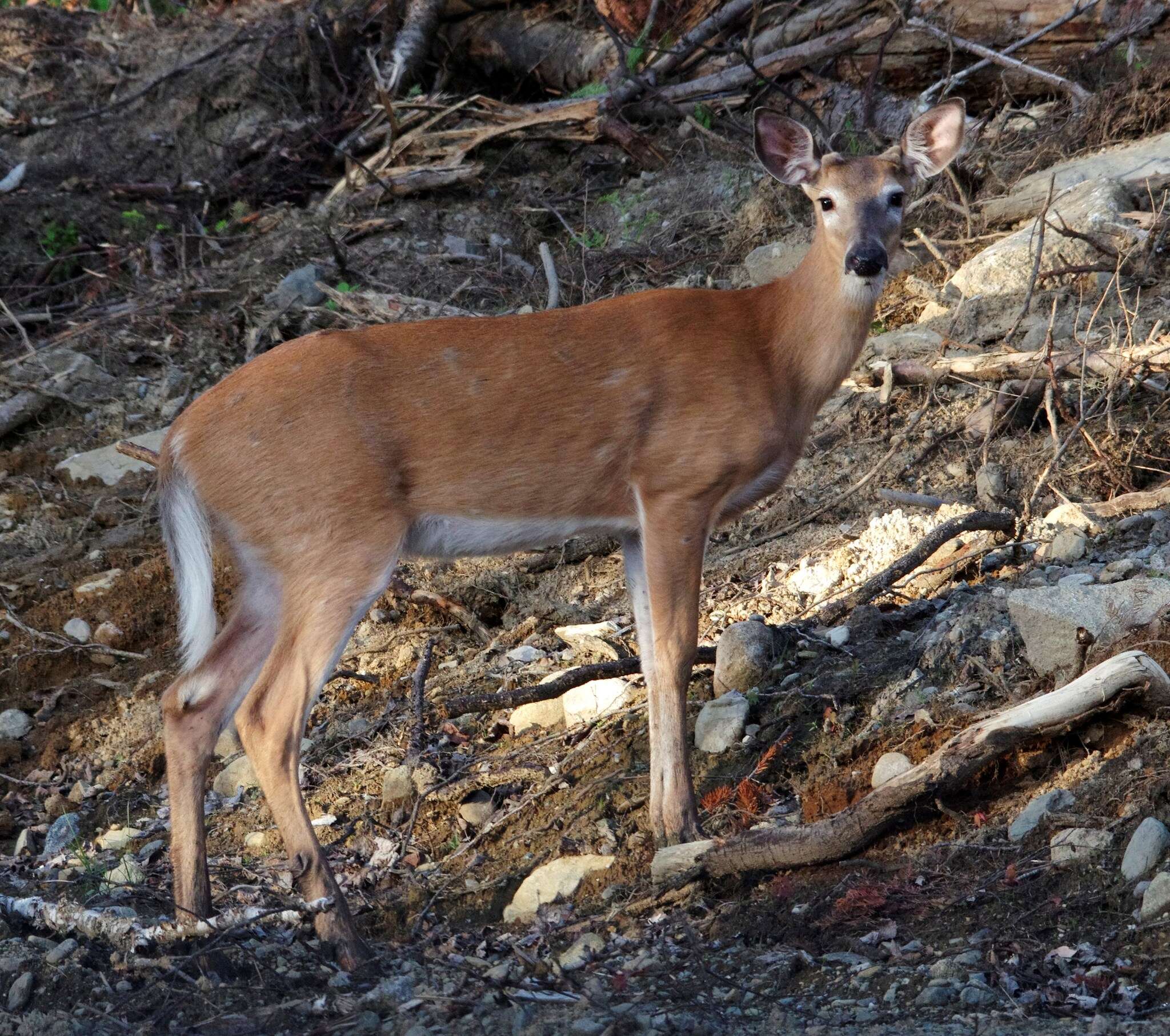 Image of Odocoileus virginianus borealis Miller 1900