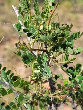 Imagem de Archidendropsis basaltica (F. Muell.) I. C. Nielsen