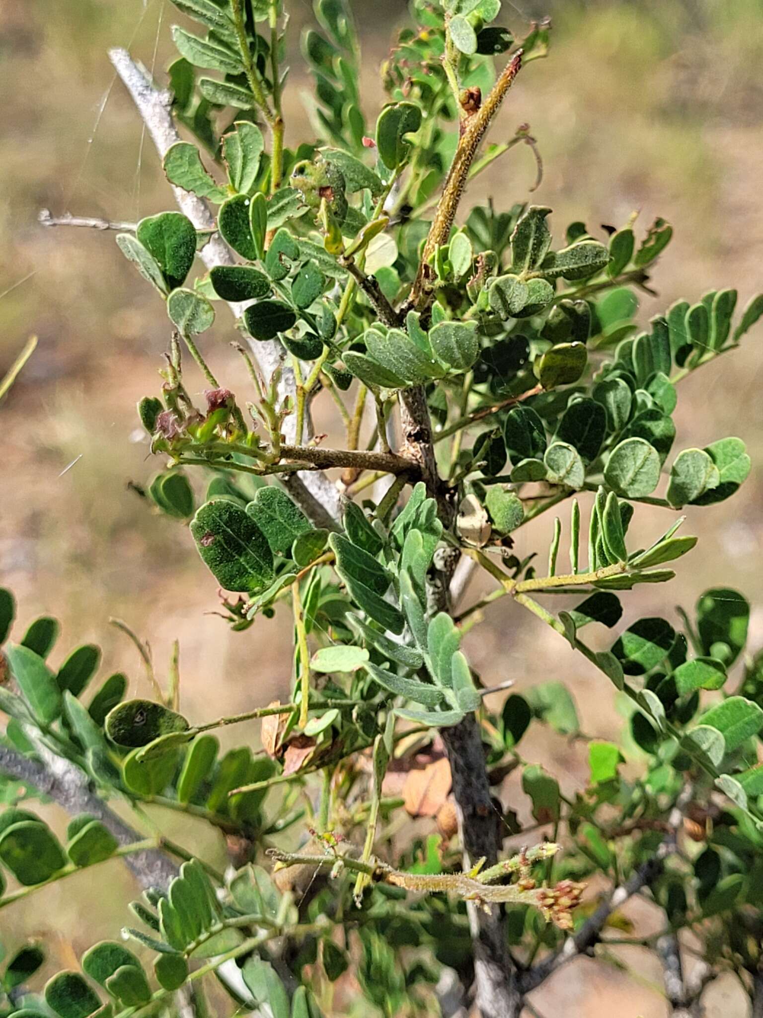 Plancia ëd Archidendropsis basaltica (F. Muell.) I. C. Nielsen